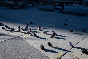 Provincial Capital Prints: Pigeons known as rats of the sky standing by the rink at Nathan Phillips Square in downtown Toronto