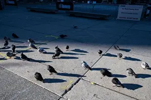 Provincial Capital Prints: Pigeons known as rats of the sky standing by the rink at Nathan Phillips Square in downtown Toronto