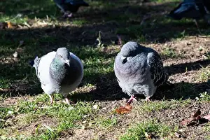 Provincial Capital Prints: Pigeons knows as rats of the sky in the garden at Bobbie Rosenfeld Park on Bremner Boulevard in downtown Toronto