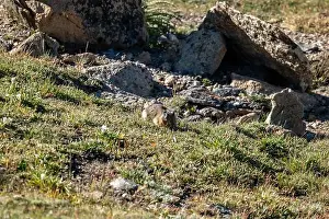 Tundra Prints: Pika in Rocky Mountain National Park