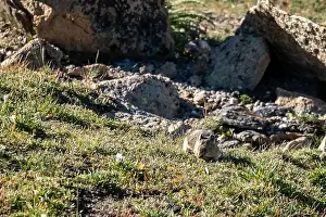 Tundra Prints: Pika in Rocky Mountain National Park