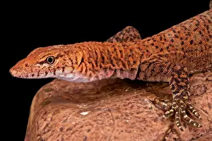Varanus Prints: Pilbara rock monitor (Varanus pilbarensis)