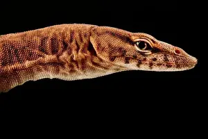 Monitor Lizard Prints: Pilbara rock monitor (Varanus pilbarensis)
