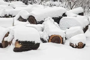 Selective Focus Prints: Pile of cut tree stumps covered with snow with selective focus