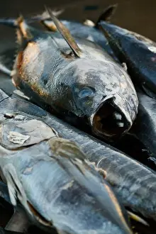 San Diego Prints: Pile of large tuna fish caught in Pacific Ocean by sports fisherman
