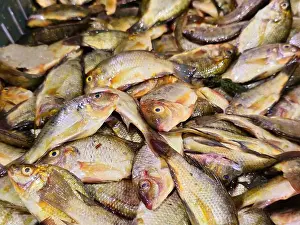 Tilapia Prints: Pile of small raw uncooked tilapia fishes Oreochromis niloticus for sale
