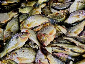 Tilapia Prints: Pile of small raw uncooked tilapia fishes Oreochromis niloticus for sale