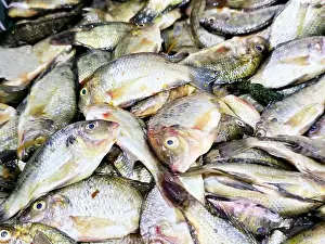 Tilapia Prints: Pile of small raw uncooked tilapia fishes Oreochromis niloticus for sale
