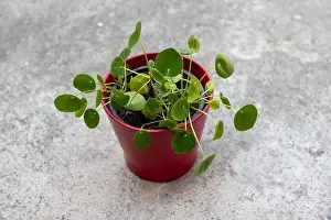 Gray Prints: Pilea Peperomioides in Red Planter on Gray Concrete Floor