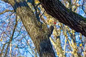 Cavity Prints: The pileated woodpecker. The bird native to North America