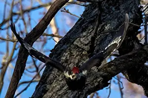 Cavity Prints: The pileated woodpecker. The bird native to North America
