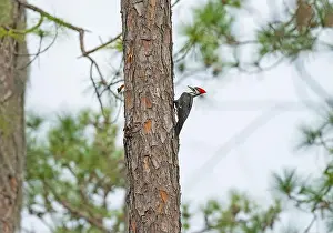 Large Bird Prints: Pileated Woodpecker Drilling in a Pine Tree in Okefenokee National Wildlife Refuge in Georgia