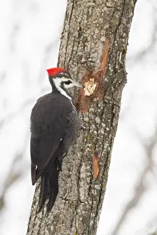 Laval Prints: pileated woodpecker (Dryocopus pileatus)