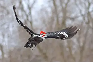 Pileated Woodpecker Prints: Pileated woodpecker flying in the forest, Montreal, Canada