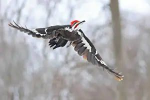Pileated Woodpecker Prints: Pileated woodpecker flying in the forest, Montreal, Canada
