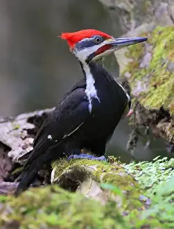 Woodpecker Prints: Pileated woodpecker portrait sitting on a tree trunk into the forest in Quebec, Canada