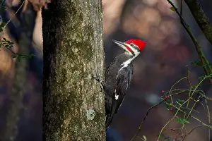 Cavity Prints: The pileated woodpecker.The bird native to North America