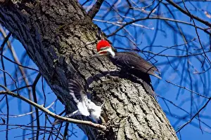 Cavity Prints: The pileated woodpecker.The bird native to North America