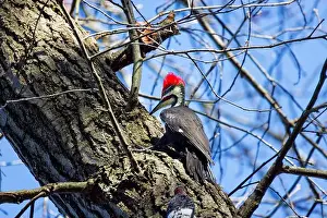 Cavity Prints: The pileated woodpecker.The bird native to North America