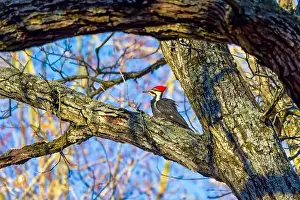 Cavity Prints: The pileated woodpecker.The bird native to North America