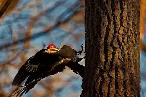 Cavity Prints: The pileated woodpecker.The bird native to North America