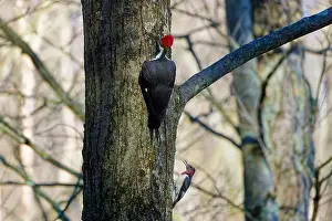 Cavity Prints: The pileated woodpecker.The bird native to North America