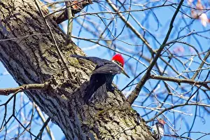 Cavity Prints: The pileated woodpecker.The bird native to North America