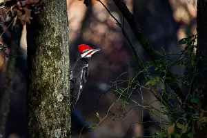 Cavity Prints: The pileated woodpecker.The bird native to North America