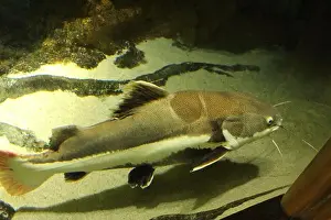 Catfish Prints: Pimelodidae catfish in the water aquarium view from above from the side