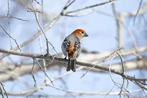 Finch Prints: Pine Grosbeak (Pinicola enucleator) perched on a frosty branch