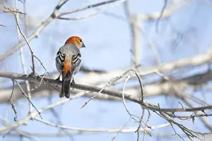 Finch Prints: Pine Grosbeak (Pinicola enucleator) perched on a frosty branch