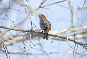 Finch Prints: Pine Grosbeak (Pinicola enucleator) perched on a frosty branch
