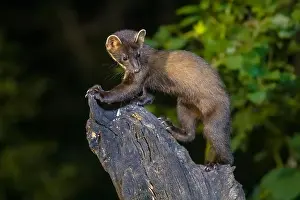 Nocturnal Prints: Pine marten (Martes martes) on trunk in dark circumstances in a forest at night