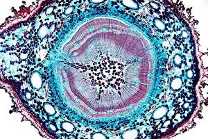 Cuts Prints: pine (Pinus spec.), cross section of a few years old stem of a pine, microtome section