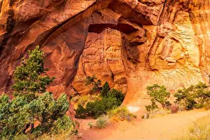 Natural World Prints: Pine Tree Arch in Arches National Park, Utah