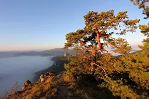 Coniferous Prints: Pine Tree on peak and fog