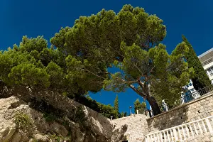 Dubrovnik Prints: Pine trees and cypress trees in a rocky coastal setting. Adriatic sea, Europe
