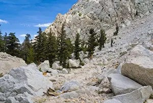 Yosemite Prints: Pine trees along the hiking trail on Mt. Whitney