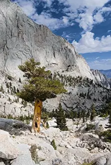 Yosemite Prints: Pine trees along the hiking trail on Mt. Whitney