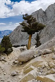 Yosemite Prints: Pine trees along the hiking trail on Mt. Whitney