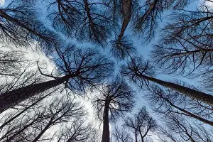 Pine trees seen from below making a fractal design with the sky as background
