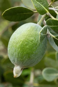 Solo Prints: Pineapple guava fruit (Acca sellowiana)