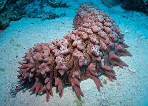 Underwater Photograph Prints: Pineapple sea cucumber in Red Sea near Marsa Alam, Egypt