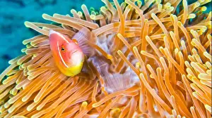 Animal Colour Prints: Pink Anemonefish, Amphiprion perideraion