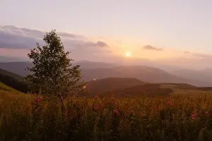 Pink blooming Sally flowers covered mountains meadow in summer time. Beauty sunset light glowing on a foreground. Landscape photography