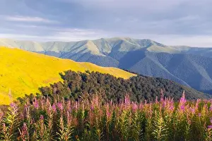 Pink blooming Sally flowers covered mountains meadow in summer time. Beauty sunset light glowing on a foreground. Landscape photography