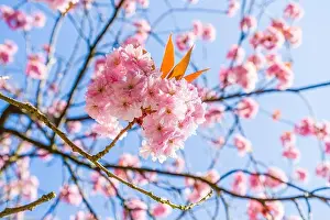 Pink blossom against a blue sky in Spring