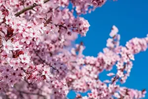 Pink cherry blossom on the Sakura tree. Sakura flowers are representative of Japanese flowers. Amazing spring nature. Beautiful colors of nature