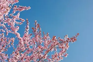 Pink cherry blossom on the Sakura tree. Sakura flowers are representative of Japanese flowers. Amazing spring nature. Beautiful colors of nature