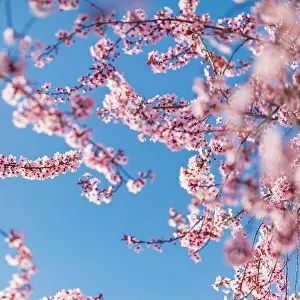 Pink cherry blossom on the Sakura tree. Sakura flowers are representative of Japanese flowers. Amazing spring nature. Beautiful colors of nature